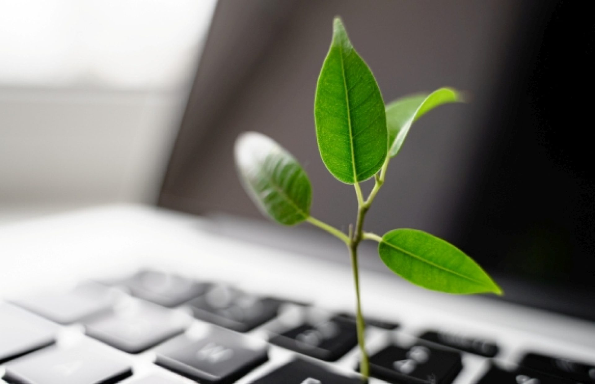 Laptop keyboard with plant growing on it. Green IT computing concept. Carbon efficient technology. Digital sustainability . High quality photo
Usage: Journal Cover
35114_044_006 (2022)
Usage: Journal Cover 35114_044_006  (20220411)
 *** Local Caption *** © troyanphoto / stock.adobe.com